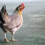 Per Anhalter: Huhn fährt 20 Kilometer und kehrt unbeschadet zu seinen Besitzern zurück