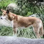 Australien: Ein Dingo rennt auf drei Haie zu, in einer spannungsgeladenen Konfrontation