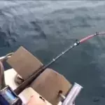 Australischer Angler wird dieses Erlebnis nie vergessen