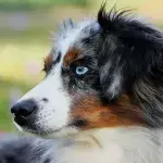 Bei Hundedame Secret wurde im Februar Krebs diagnostiziert