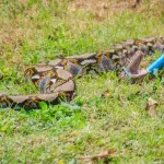 Beunruhigender Fund im Magen der Tigerpython