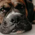 Boxer 