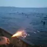 Fischer wirft Sprengstoff auf Tiere ins Meer, die Folgen sind unabsehbar!