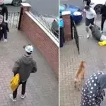 Ein Sohn verteidigt seine kranke Mutter durch ein fettes K.o. (Video)
