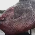 Angler fängt 1,2 Tonnen schweren Mondfisch: Die Fotos sorgen für Empörung