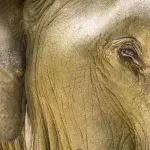 Ein Elefant hört Klaviermusik