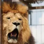 Ein Löwe in einem tschechischem Zoo
