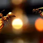 Eine echte Biene fliegt mit einer Roboter-Biene