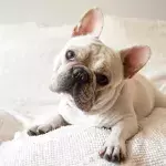Eine Französische Bulldogge
