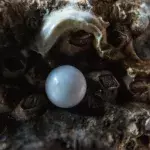 Eine Perle in der Auster