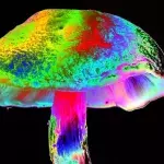 Er spritzt sich Magic Mushrooms – kurz darauf wachsen sie in seinem Blut