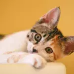 Frau verliert Augenlicht durch Katze: "Traue niemals einem Tier, und wenn es noch so niedlich ist"