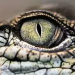 Gefährliche Krokodil-Attacke