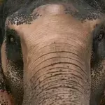 Grausamer Tod: Elefant stirbt, nachdem er eine mit Sprengstoff bestückte Frucht gefressen hat