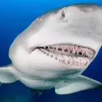 Hai
