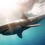 Haie sind faszinierende Tiere