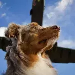 Hund im Flugzeug: Jetzt soll das Tier Entschädigung erhalten!
