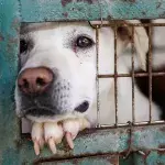 Hund im Tierheim