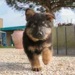 Hund mit "Alptraum"-Krankheit
