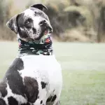 Hund mit traurigem Schicksal