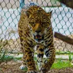 Jaguar-Angriff: Mann überlebt unerwartet dank dieses Gegenstands