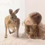 Kängurus als Haustiere