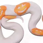 Königsppython mit drei Smileys auf der Haut geboren