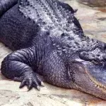 Krokodil-Angriff im Zoo