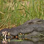 Krokodil lebt jahrelang mit Abfallprodukt um den Körper: Jetzt soll es befreit werden