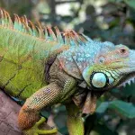 Leguan überträgt "ungewöhnliche" Krankheit auf kleines Mädchen, als er ihren Kuchen stiehlt