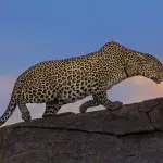 Leopard im Dorf