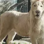 Löwe Mojo