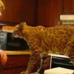 Luchs gerettet