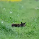 Manchmal muss man auch Katzen zu ihrem Glück zwingen: mit täglichem Spaziergang zum Abnehmen
