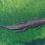 Mann fängt Alligator in Mülleimer