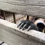 Mann klettert in das Gehege eines Bären