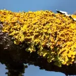 Mann mit pflanzenschädigenden Parasitenpilz infiziert: Diese medizinische Premiere beunruhigt Ärzte
