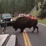 Mann provoziert Bison und bereut es sofort