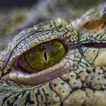 Menschenfressendes Krokodil