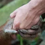 Orang-Utan