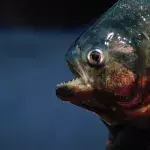 Piranha