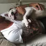 Pitbull