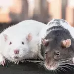 Ratten als Drogenschmuggler eingesetzt