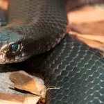 Rotbäuchige Schwarzotter