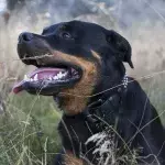 Rottweiler