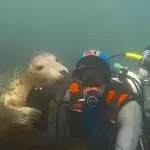 Seelöwe mit Taucher Ben Burville