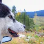 Sibirischer Husky bereist die USA (Symbolbild).