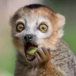Tiere im Zoo