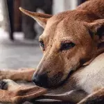 "Unsichtbarer" Hund verbringt sieben einsame Jahre in Zwingern ohne Adoption