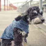 Vermisster Hund wird nach Sturm Franklin wiedergefunden
